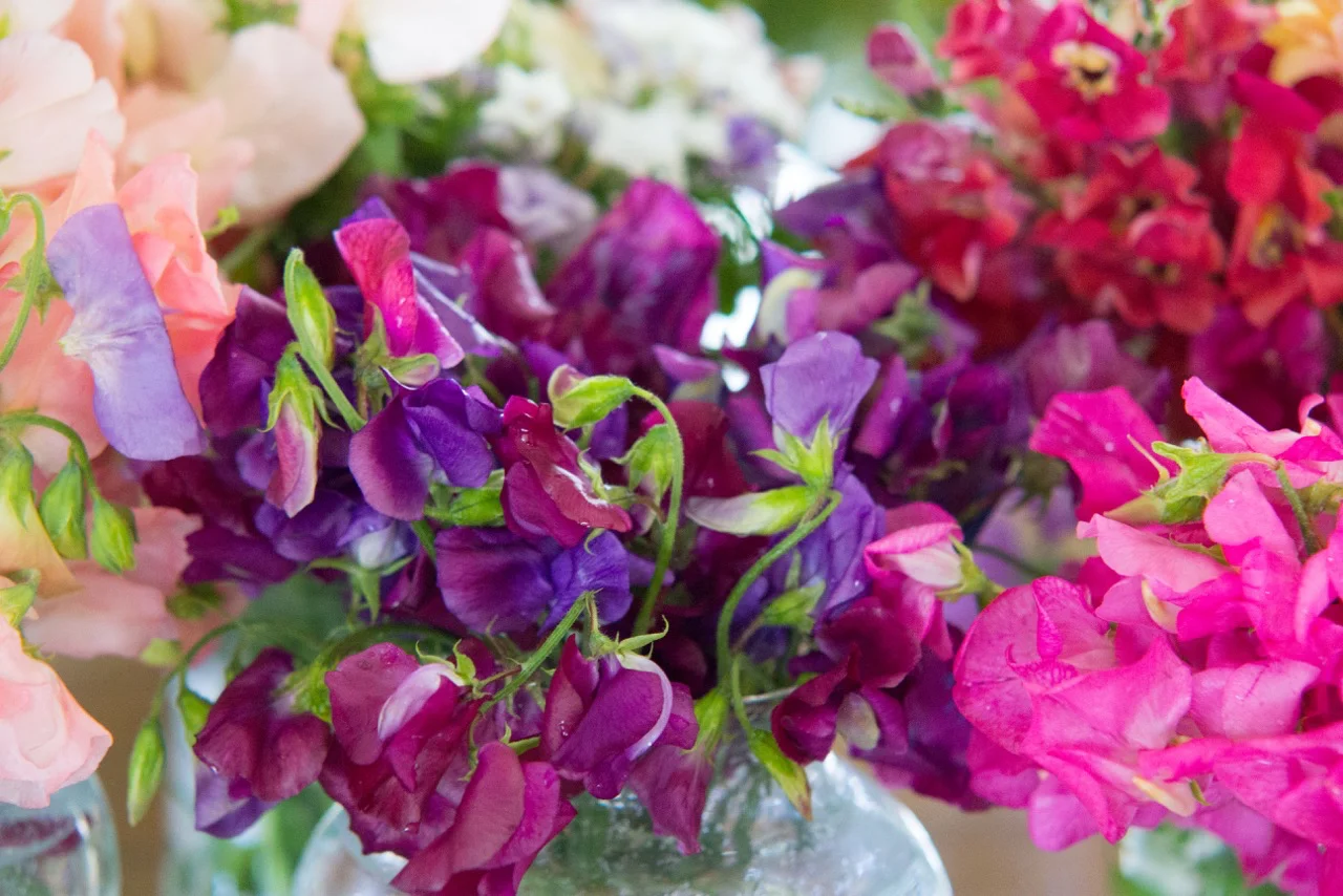 sweetpeas2017.2.jpg