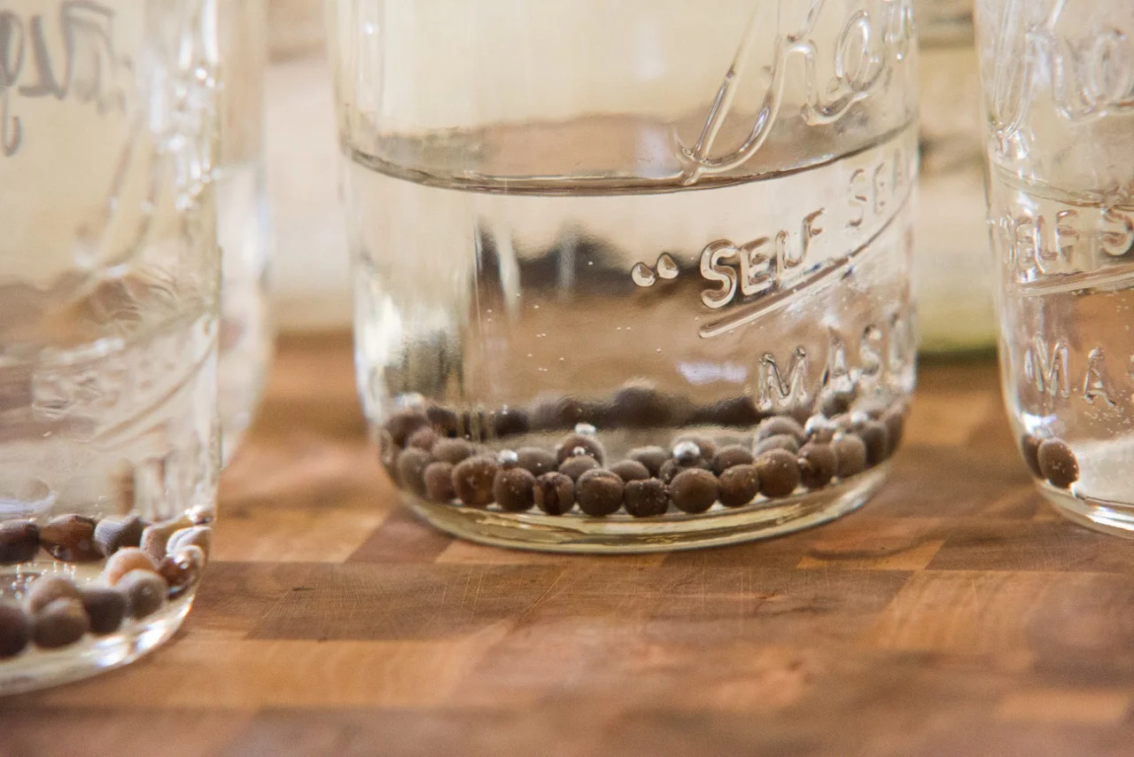 Presoaking sweet peas in room temperature water for 8-12 hours will help them to germinate faster.