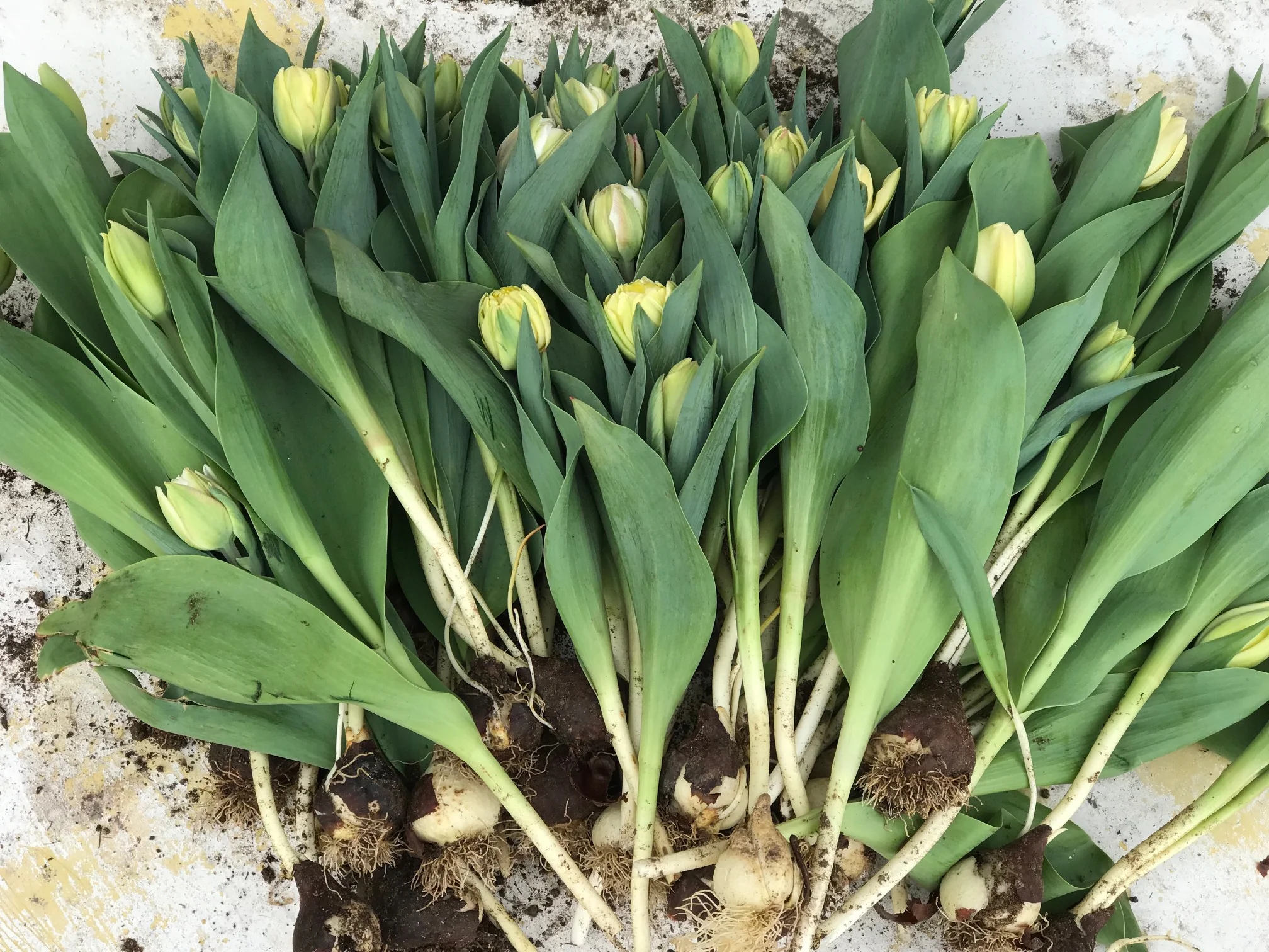 tulipsharvest2018.jpg