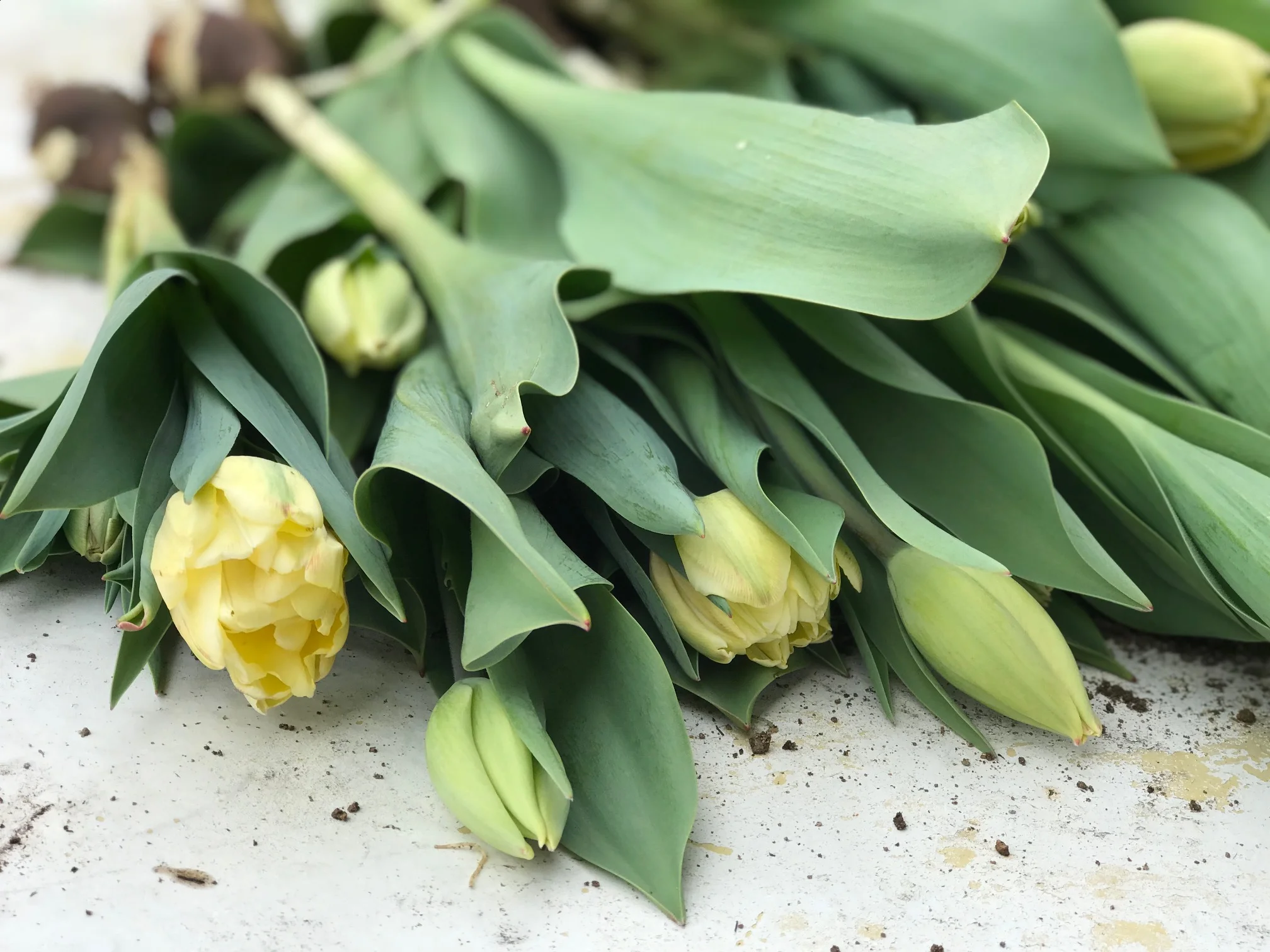 Tulipharvest2018.2.jpg