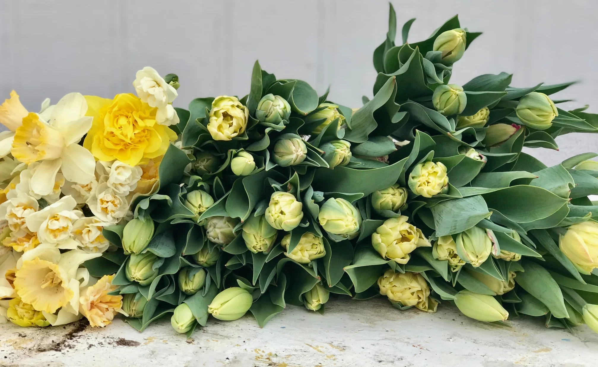 tulipdaffs2018.jpg
