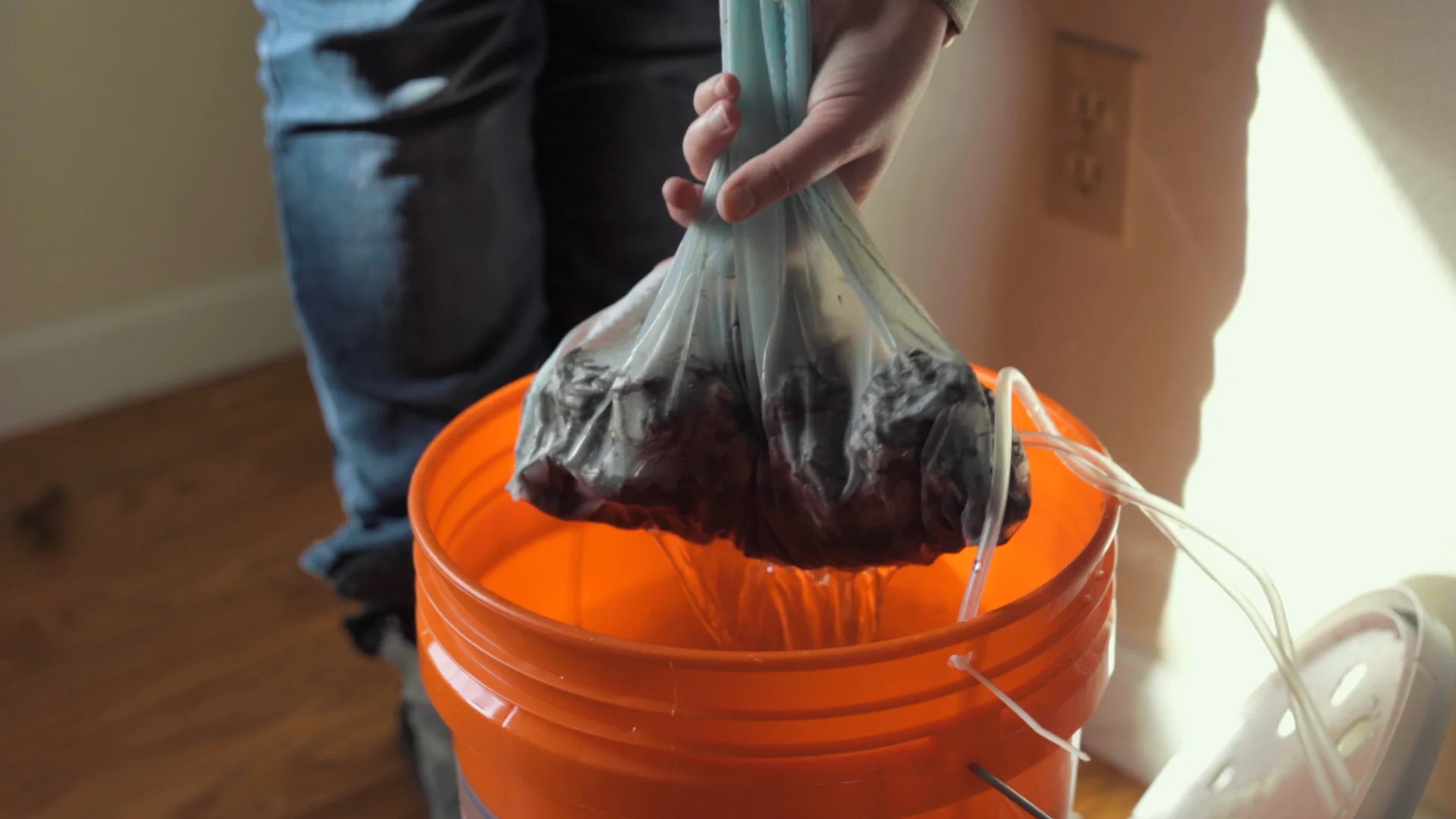 soaked corms pulled .2.jpg