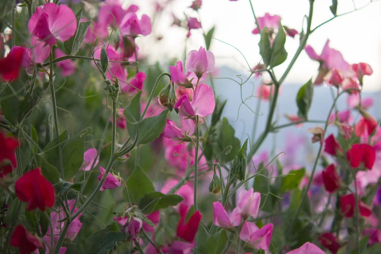 sweetpeas2017.3.jpg