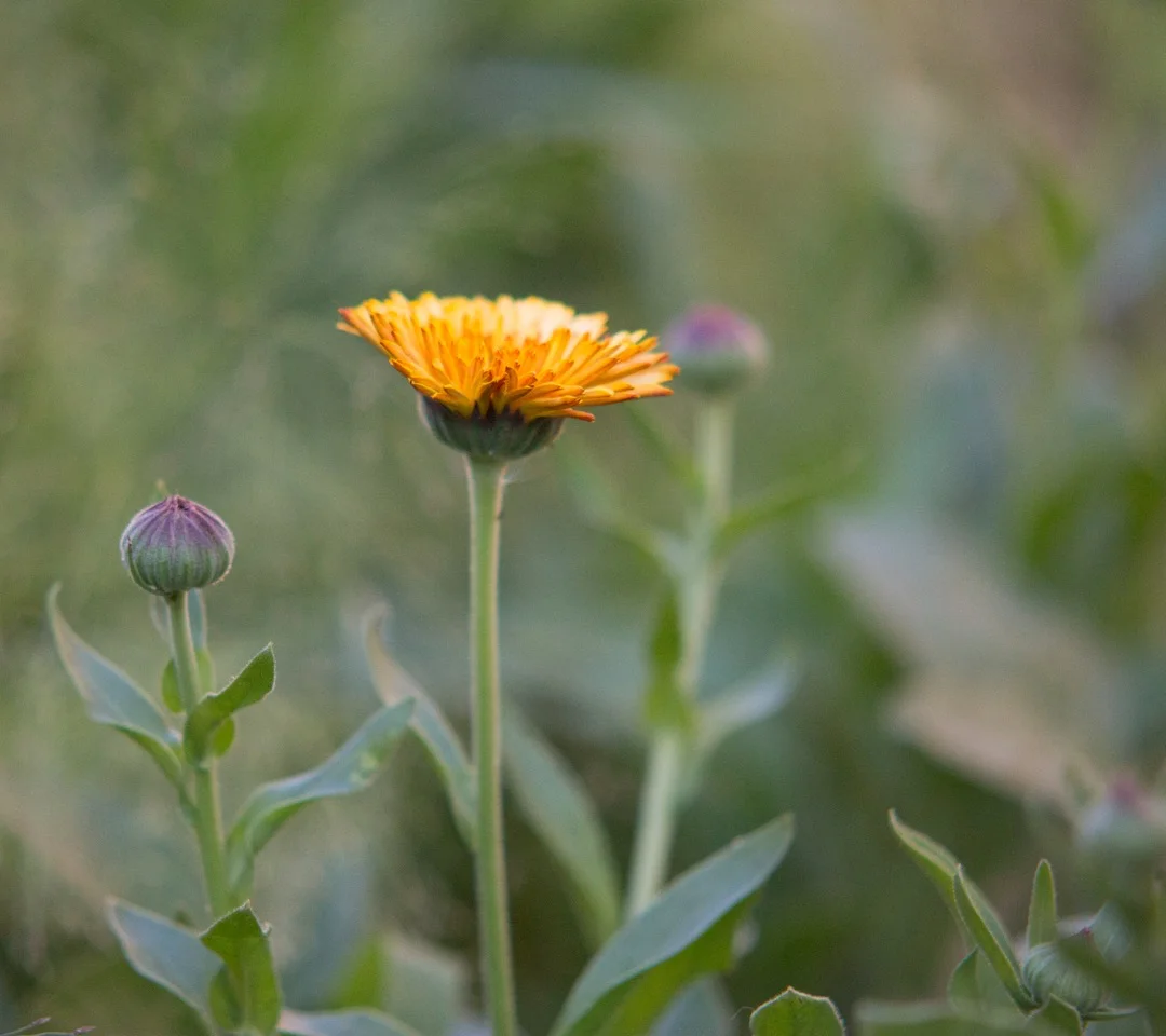 calendula2016.jpg