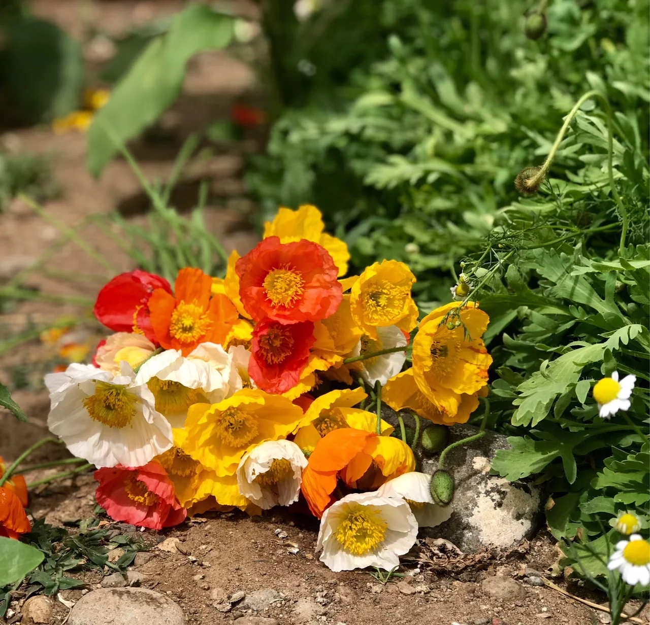 icelandpoppies2018.jpg