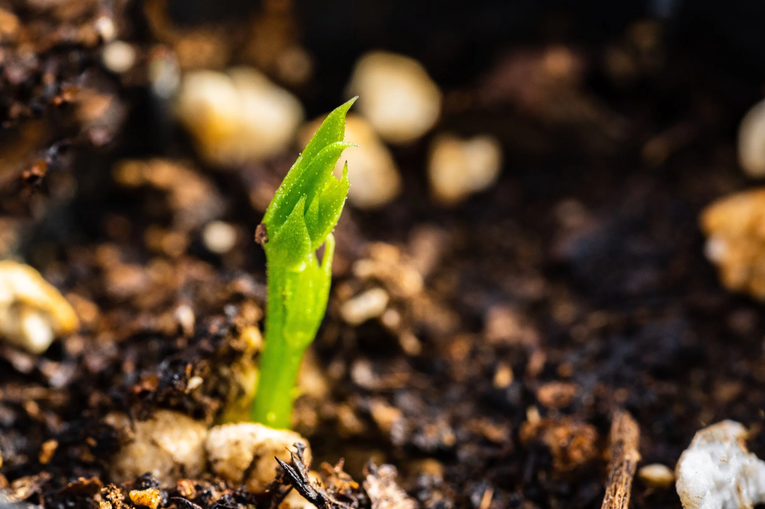 Nitty Gritty Troubleshooting seed germination for the flower farmer