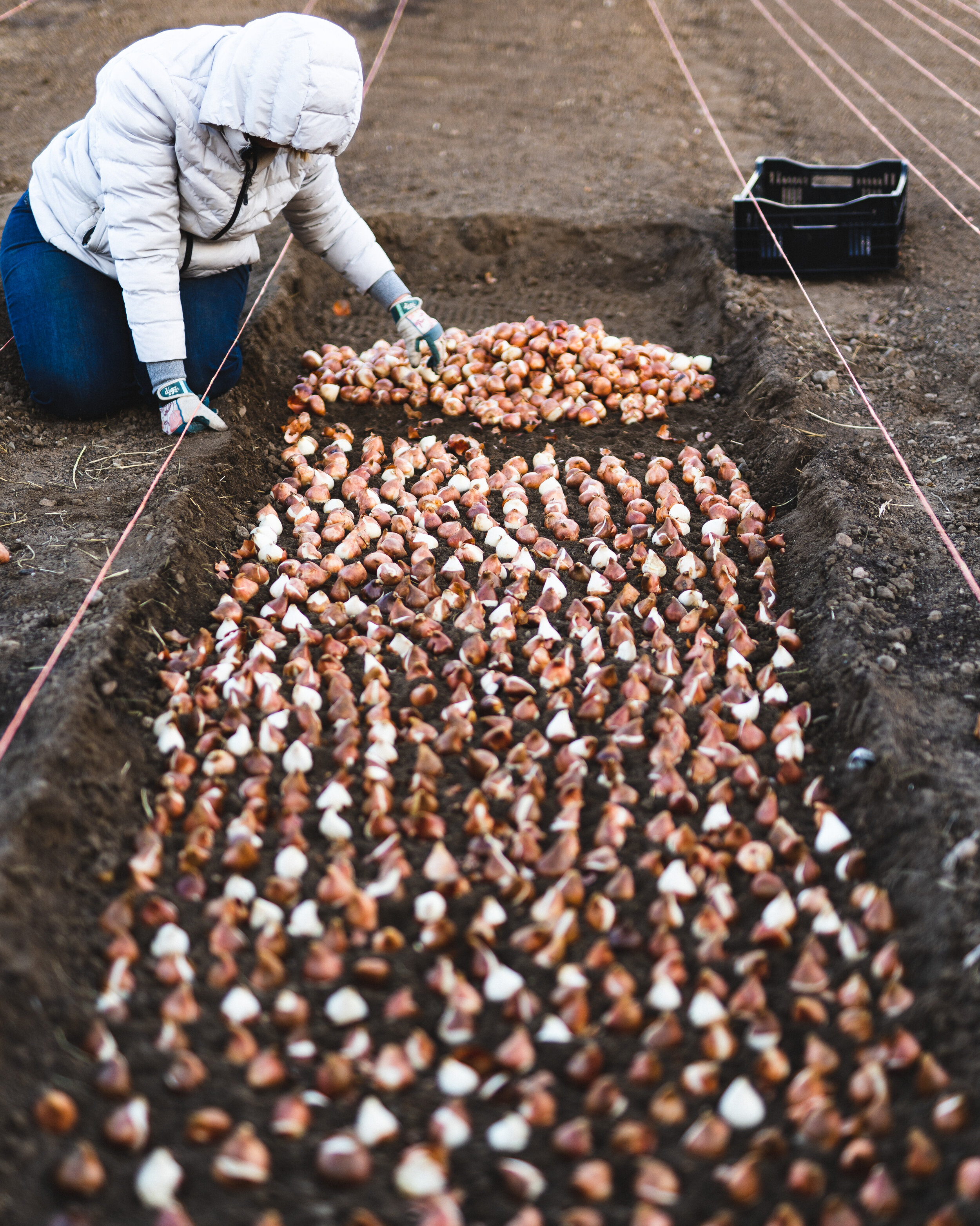 2019 tulip planting.JPG