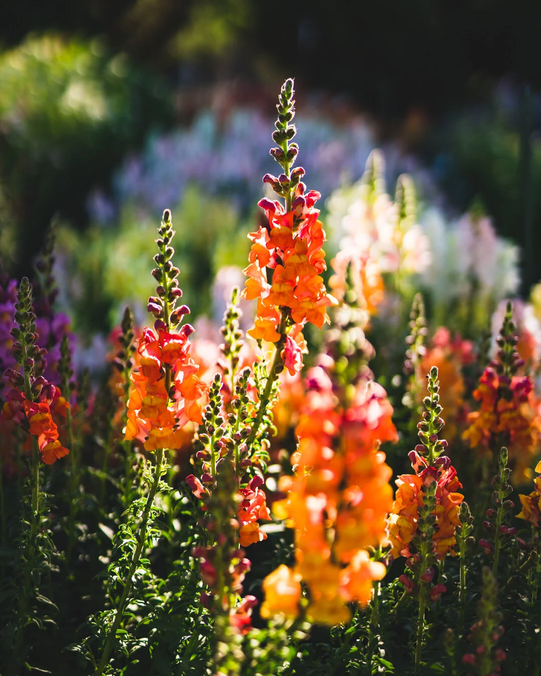 Snapdragons — Sierra Flower Farm