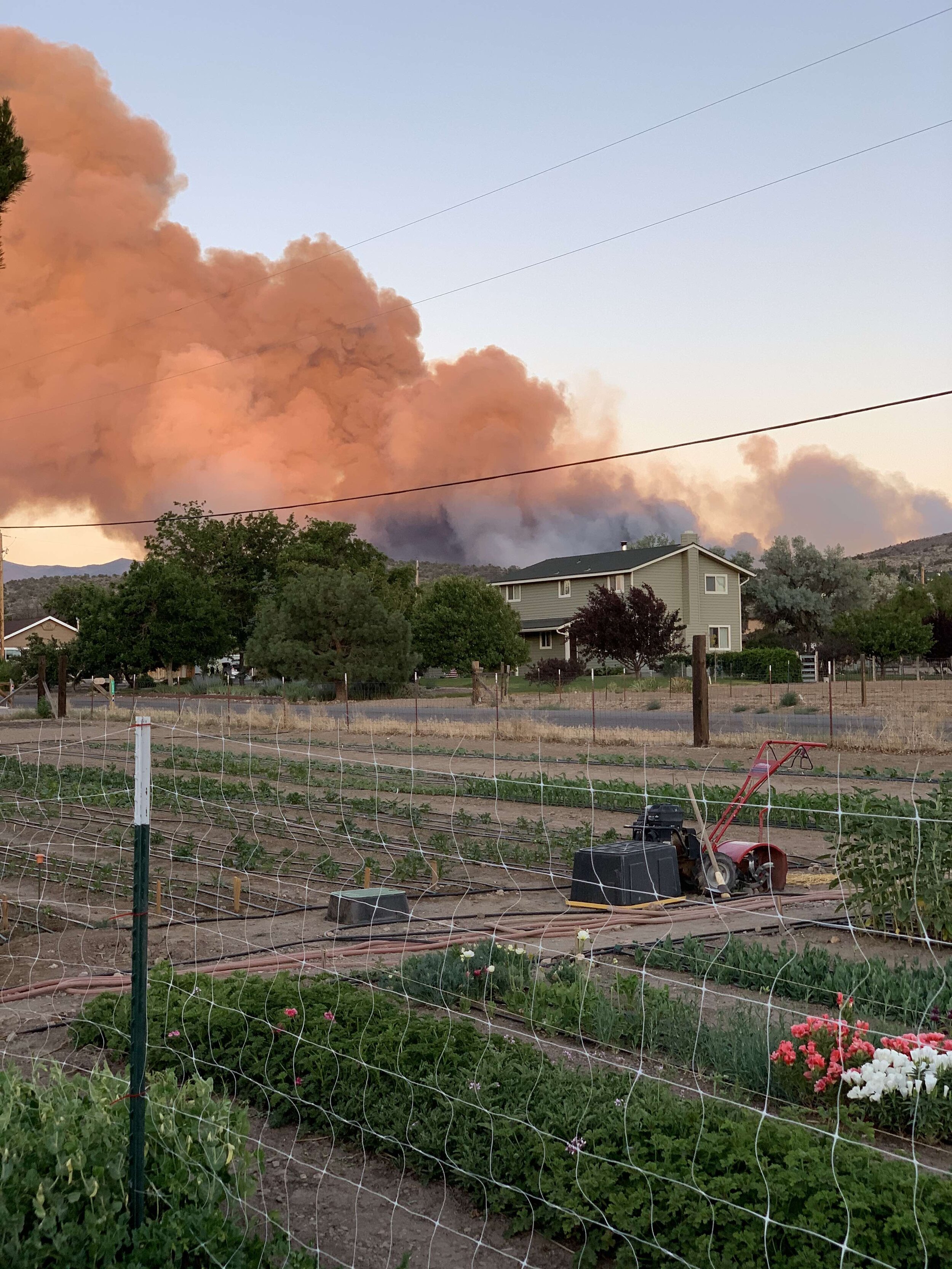Nitty Gritty Wildfire Smoke Impact On Garden Sierra Flower Farm