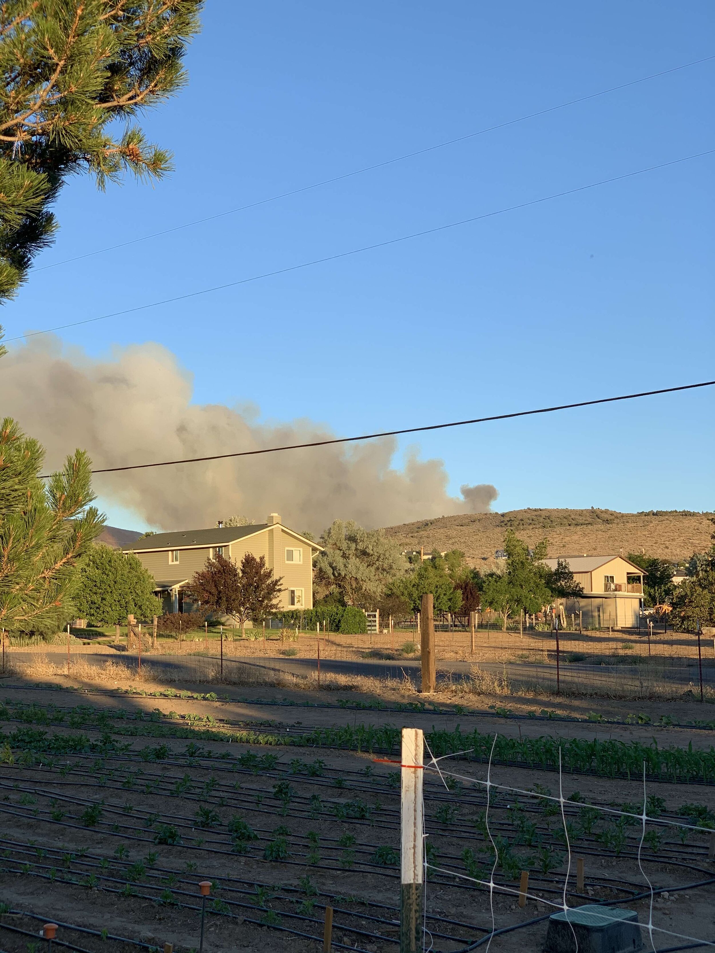 Can Wildfire Smoke Make Dogs Sick