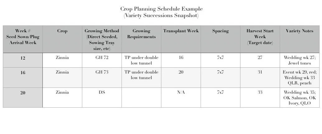 Succession Planting of Annuals for the Flower Farmer — Sierra Flower Farm