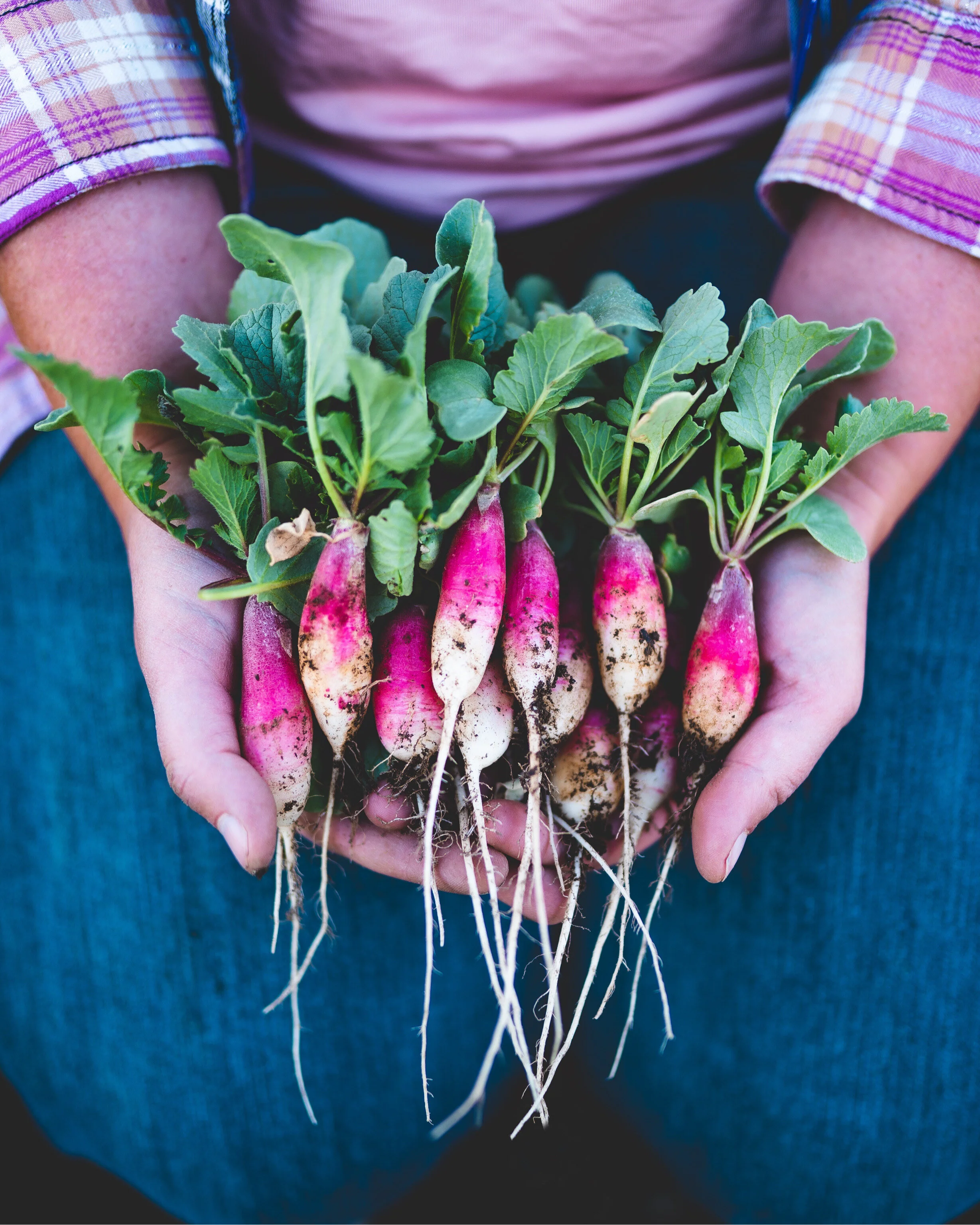French Radish — Sierra Flower Farm