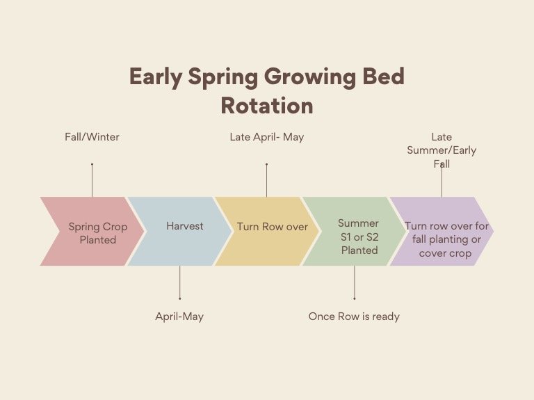 Early spring succession flow graphic.jpg
