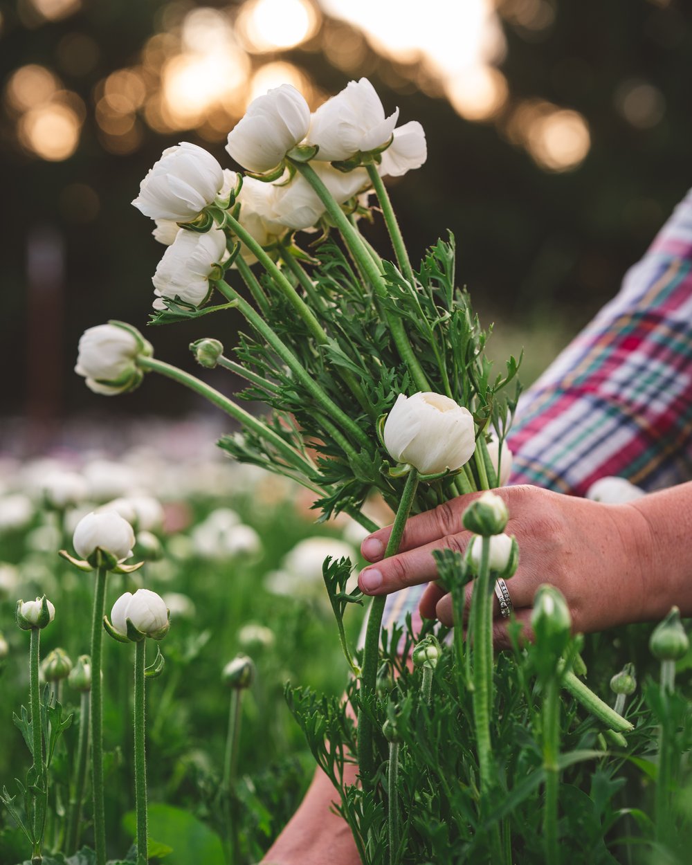 Ranunculus photo by Sierra Flower Farm