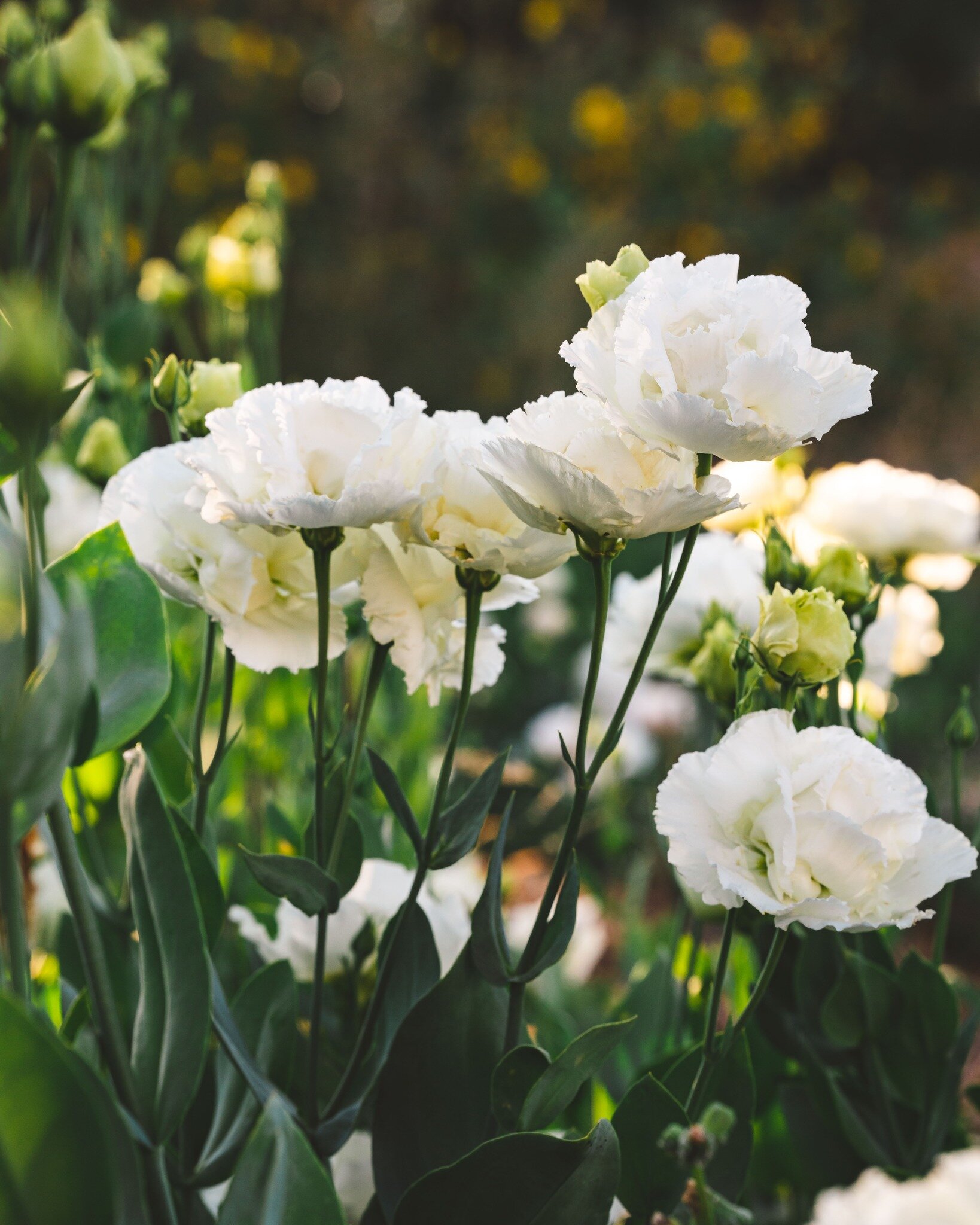 I have a pattern that involves lisianthus and my husband's patience. 

Each winter after I sow the lisianthus seeds, at about the two to two-half-week mark, I find myself questioning. Worrying. Then, my husband reminded me that this happens every sea