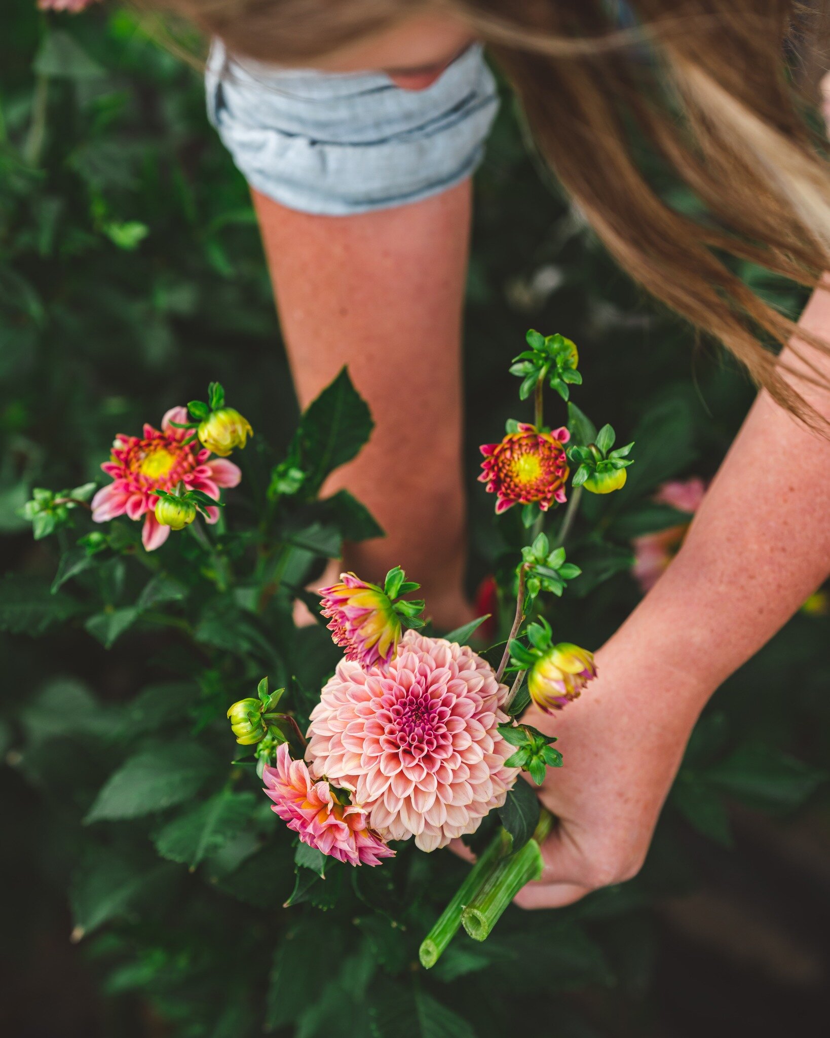 Feeling a little achy this morning from standing and dividing dahlias. This is the latest I've ever decided to push and tackle this task but it is also about the warmest I've been while doing it!

It feels like Christmas again as I open each bin fill