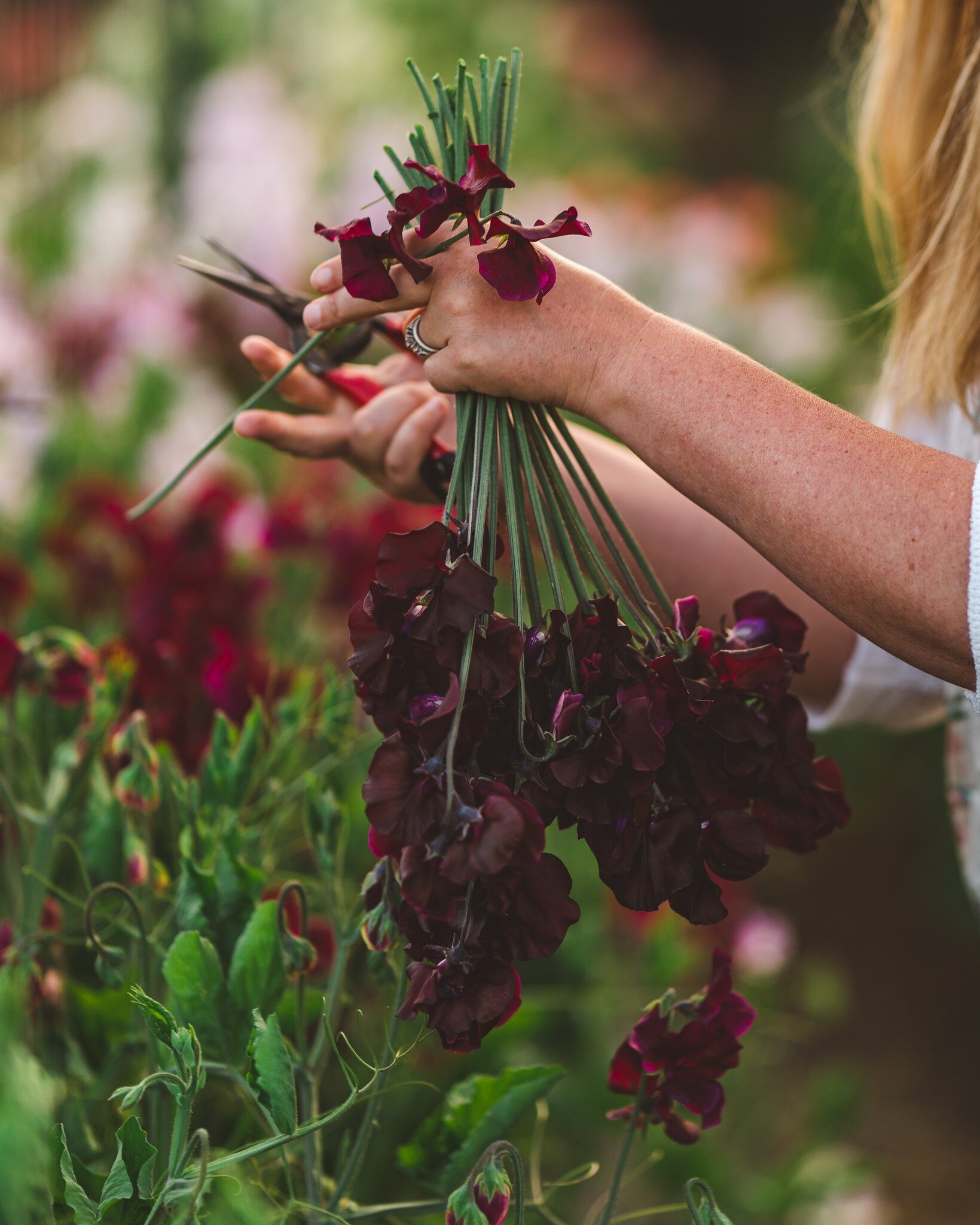 Normally, burgundy isn't my favorite color- especially in spring. There, I said it! 🫣

Except for one: burgundy sweet peas! Windsor has always performed exceptionally well for us in stem length, and its dramatic color is fun to pair with the black-c