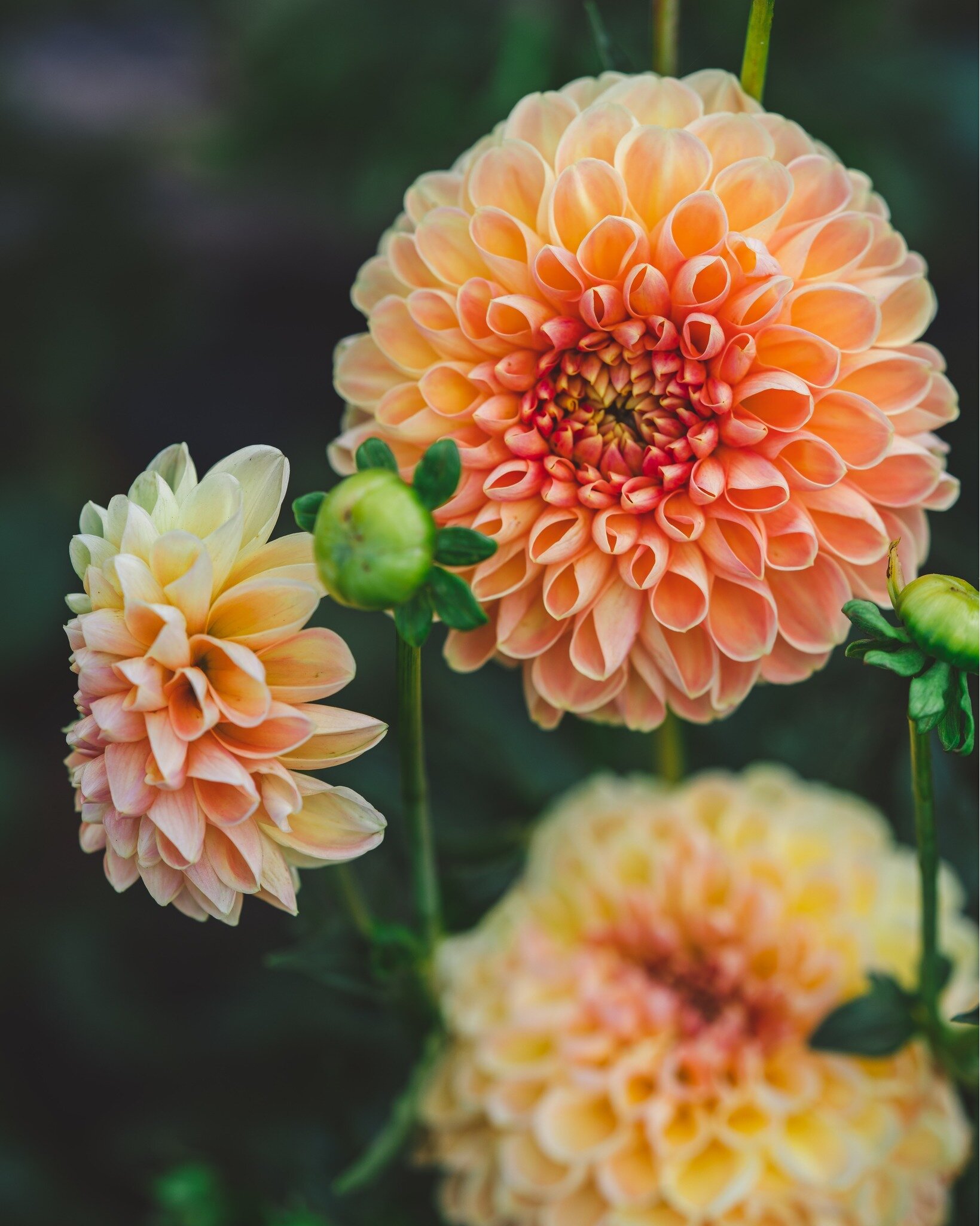 ✨DAHLIA TUBER SALE IS OPEN ! ✨

It is an exciting day! Our Dahlia Tuber Sale is officially open! 

We're bursting with excitement as we wrap up an amazing Dahlia season, yielding a plethora of happy tubers that we can't wait to share with you (seriou