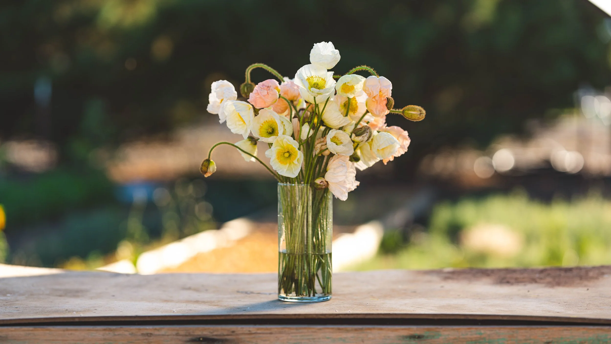 Iceland Poppies — Sierra Flower Farm