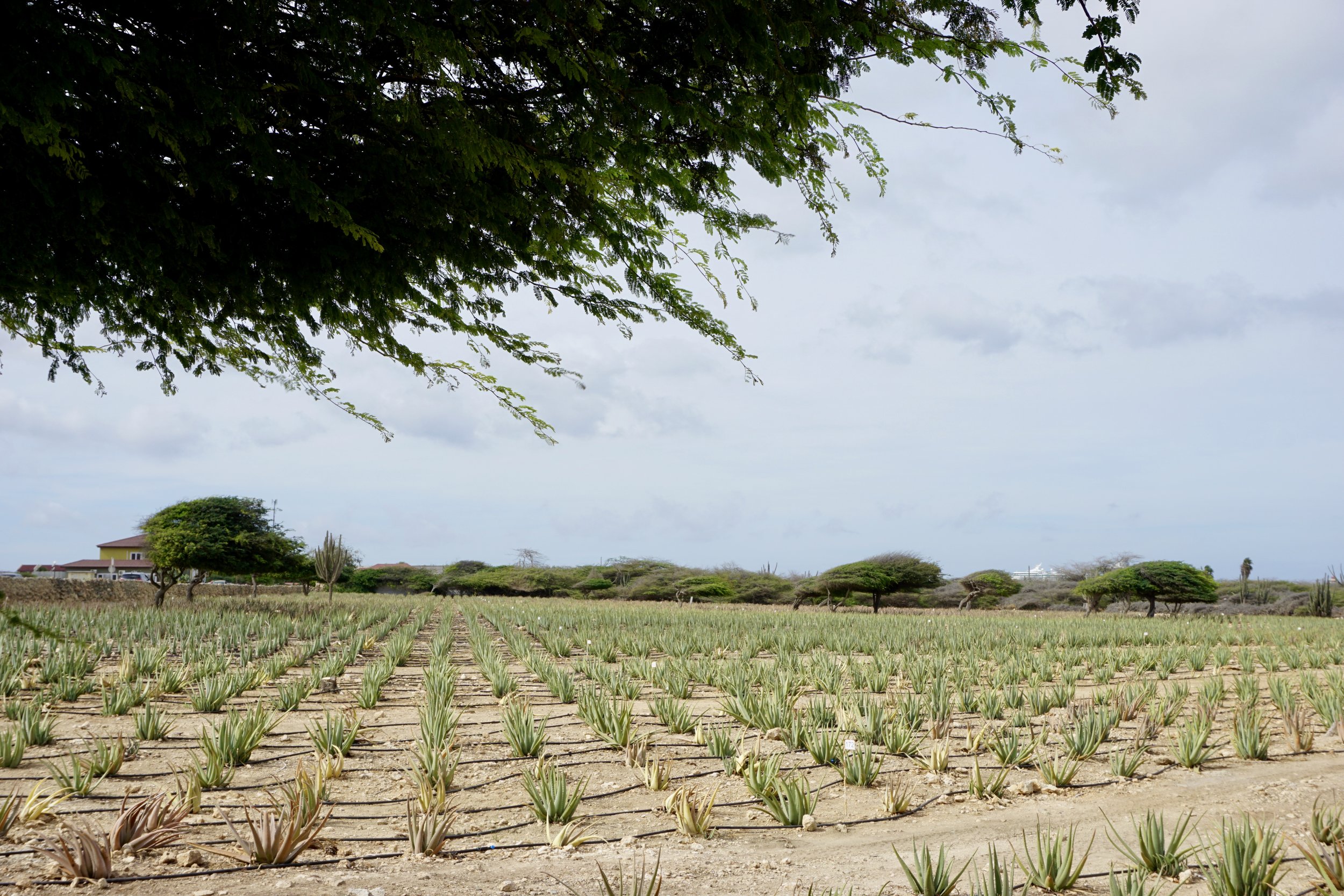 The Aloe Farm!
