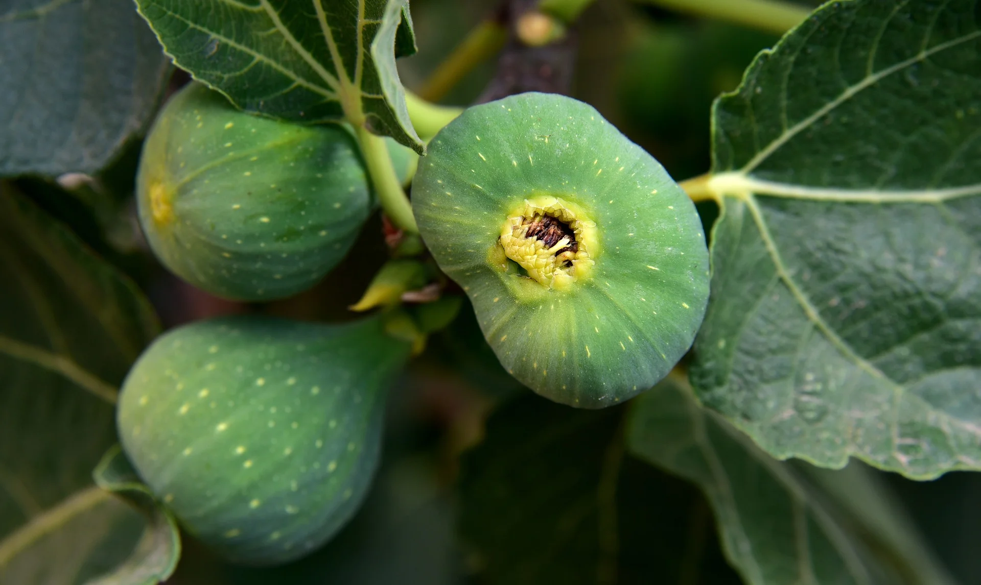 figs-3622574_1920.jpg