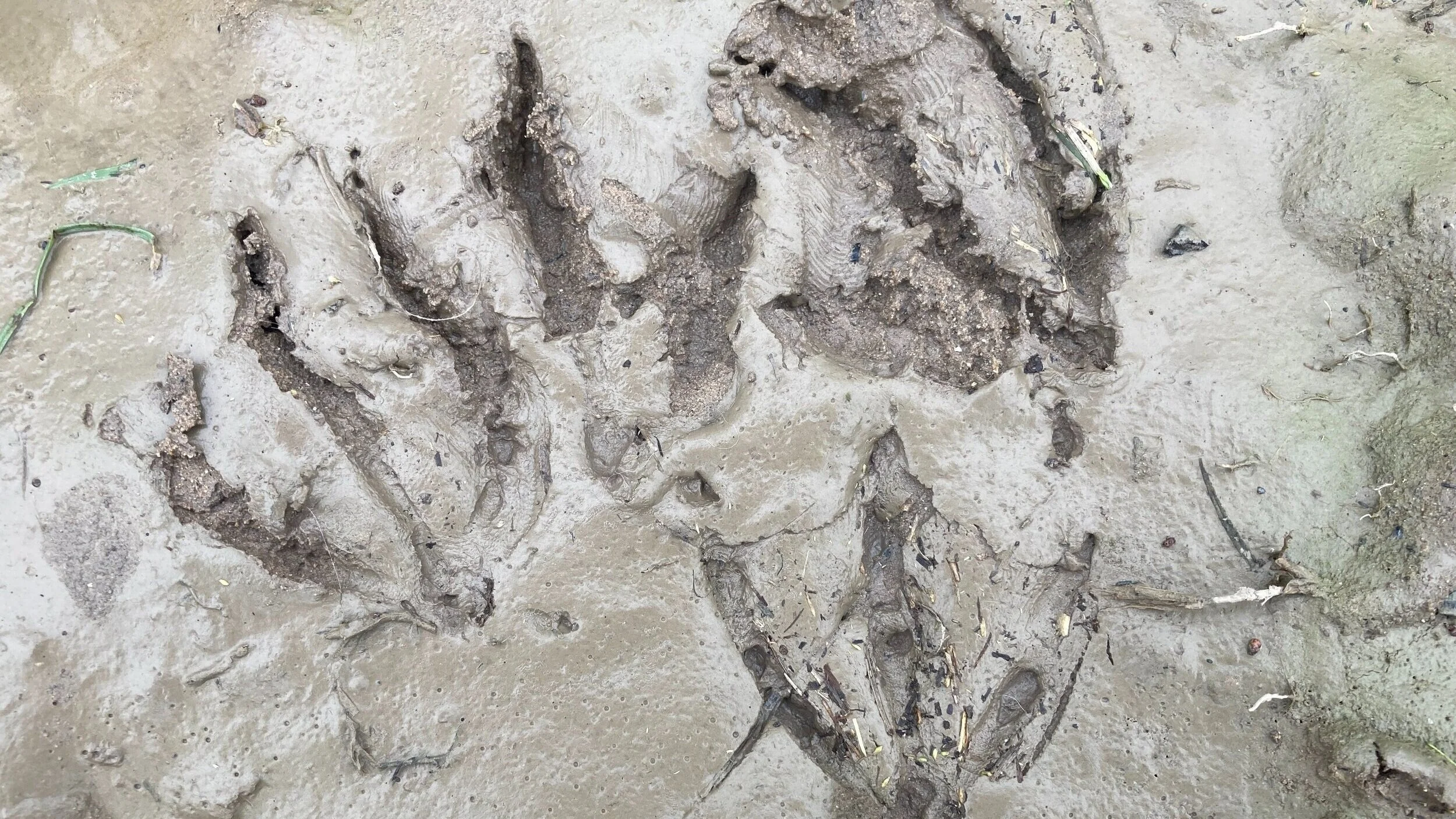 Dinosaur tracks?