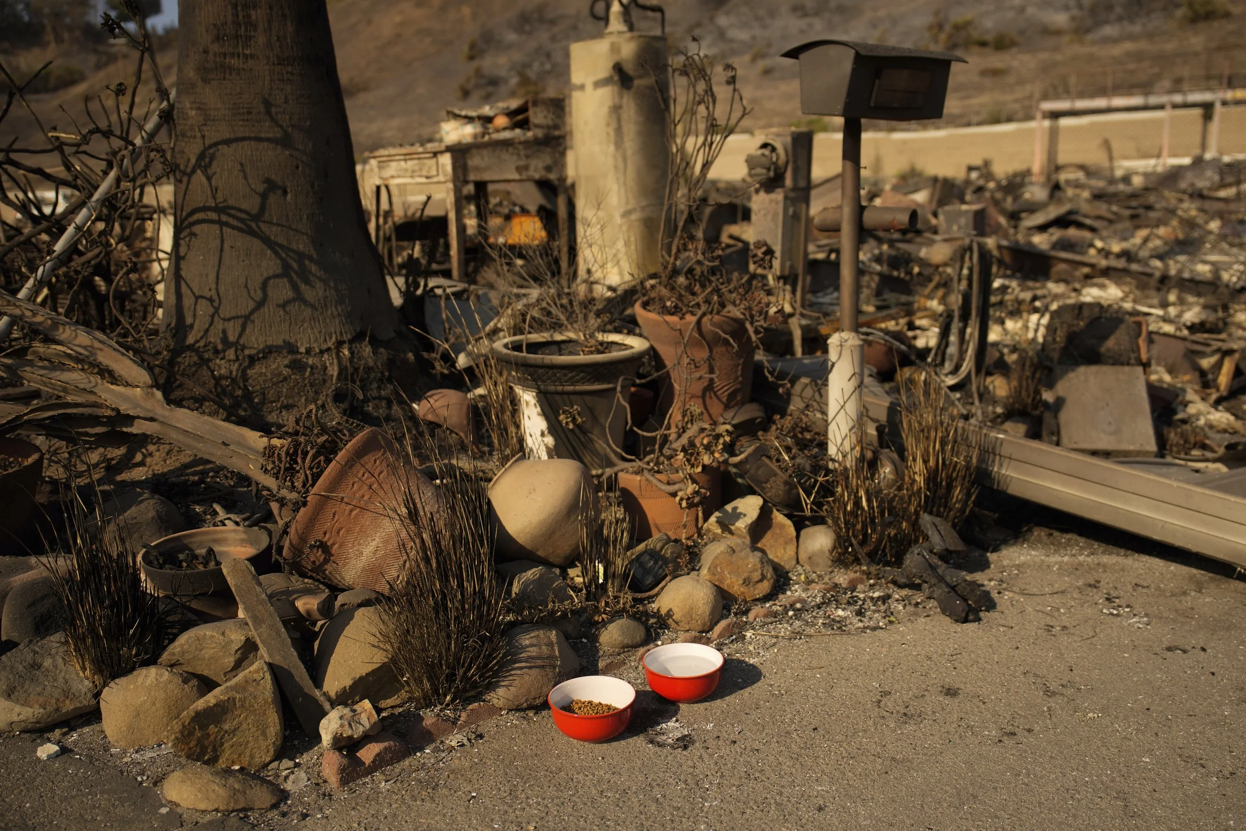  A bowl of cat food and water, placed by Kevin Marshall, sits near his mother's property, which was destroyed by the Palisades Fire in the Pacific Palisades neighborhood of Los Angeles, Saturday, Jan. 11, 2025. Marshall placed the bowls for Simba, a 