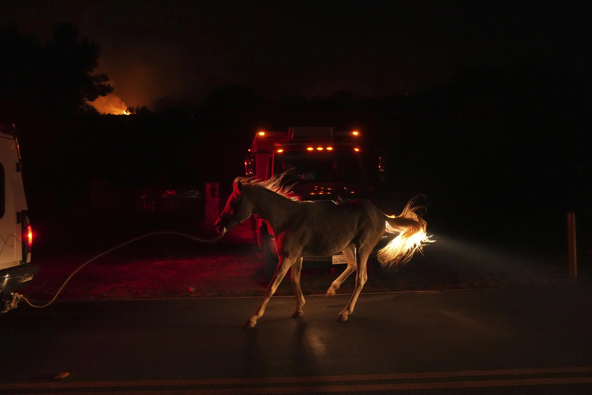  Los Angeles County Sheriff Rescue evacuates a horse as the Canyon Fire burns on Thursday, Aug. 7, 2025, in Hasley Canyon, Calif. (AP Photo/Marcio Jose Sanchez) 
