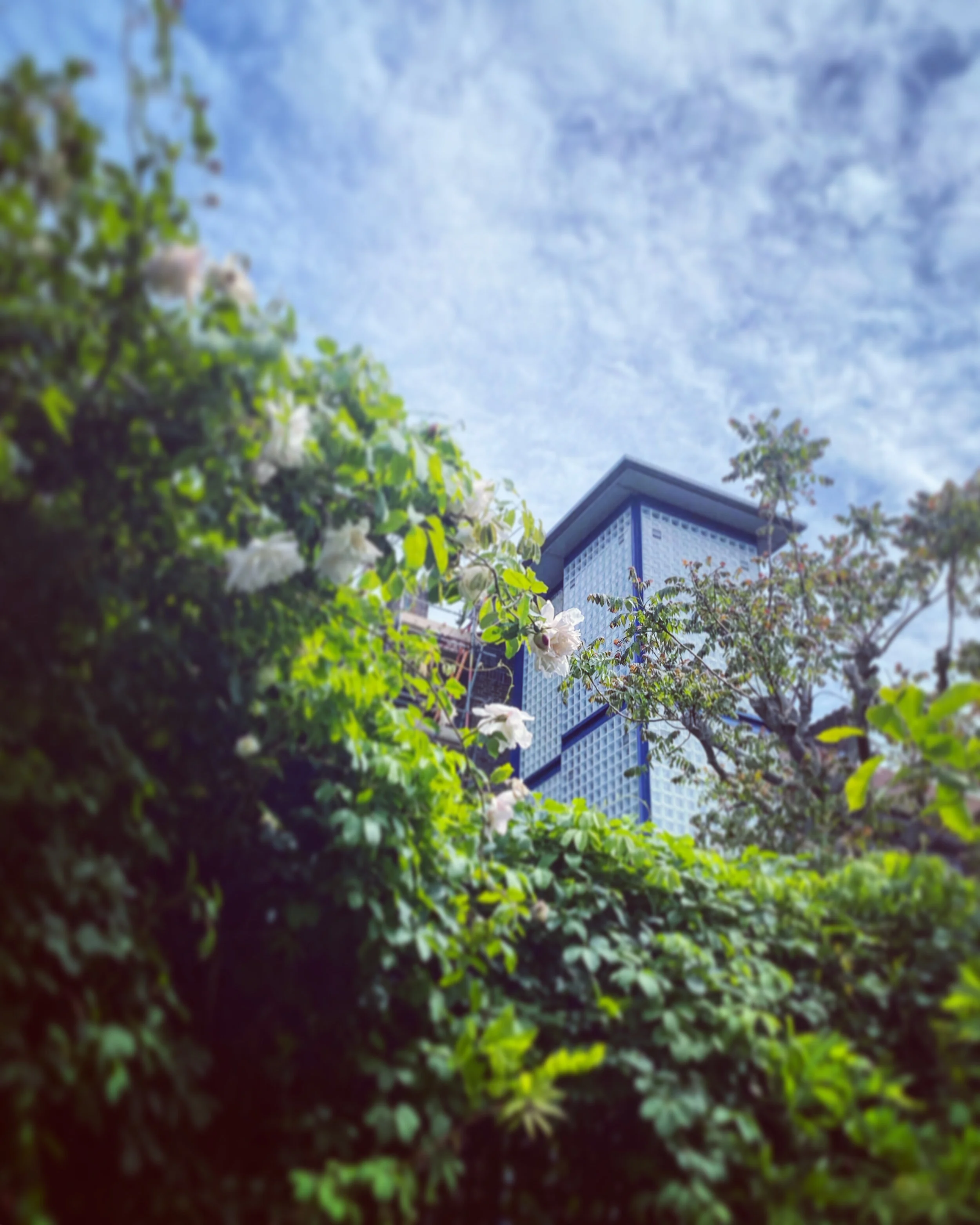 Estate and Roses.jpeg