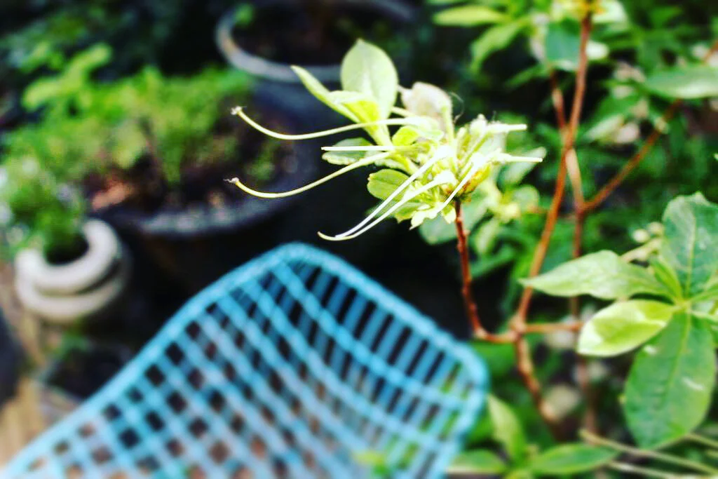 Azalea, Pots and Bertoia Chair.jpeg