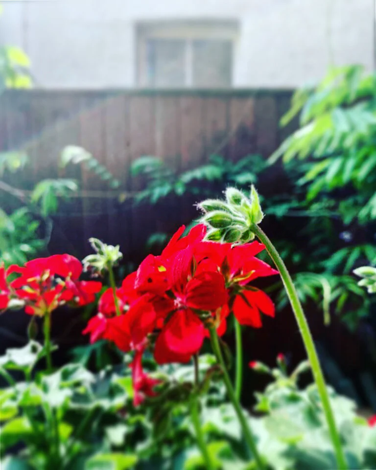 Geranium and Wisteria.jpeg