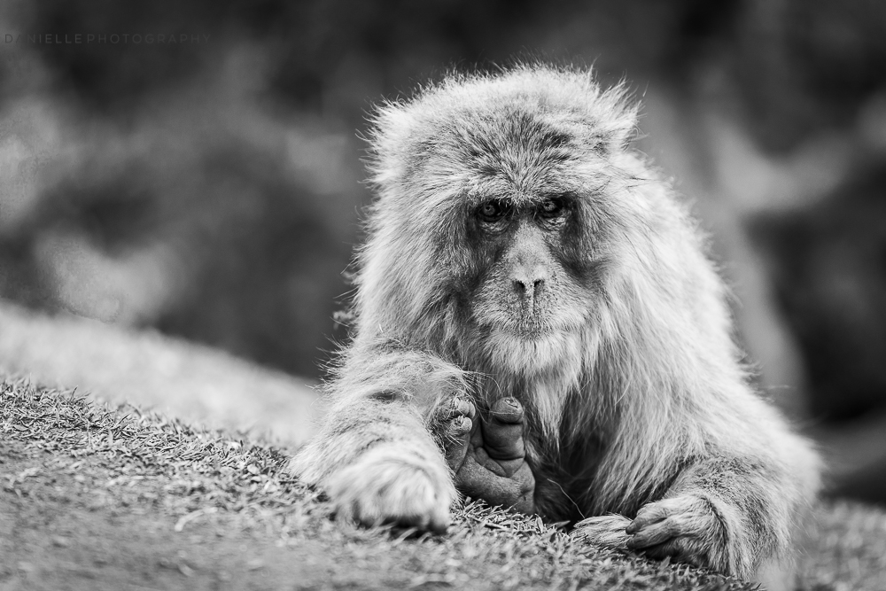Danielle_Photography_SA37-Japan.jpg