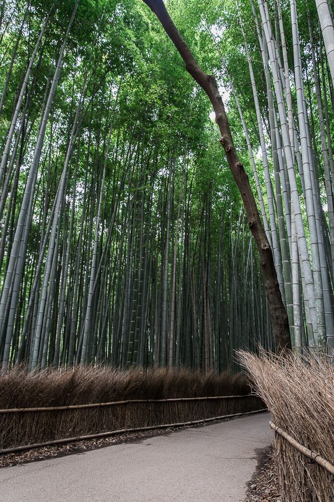Danielle_Photography_SA39-Japan.jpg