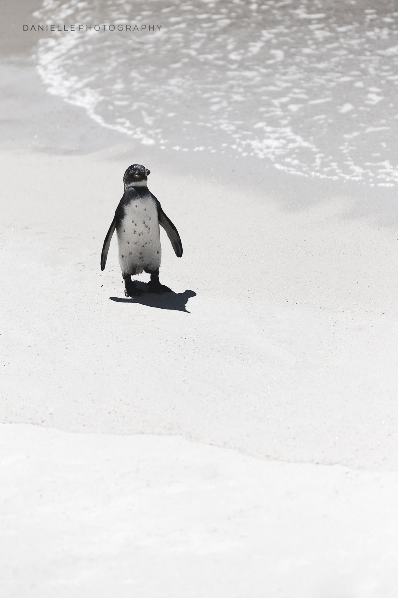 Danielle-Photography-SA-South-Africa2.jpg
