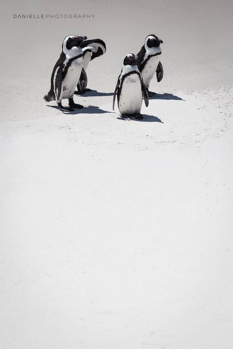 Danielle-Photography-SA-South-Africa3.jpg