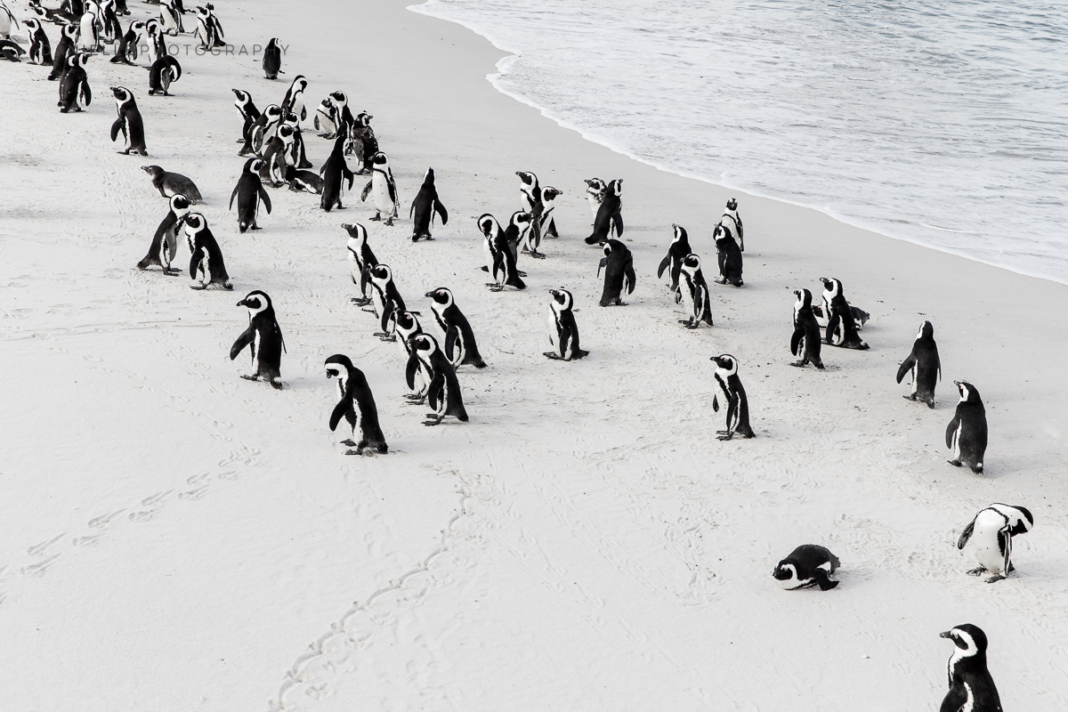 Danielle-Photography-SA-South-Africa12.jpg