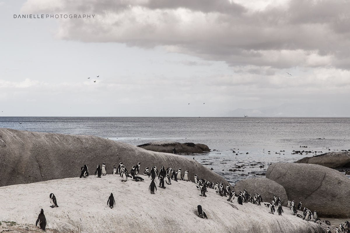Danielle-Photography-SA-South-Africa16.jpg