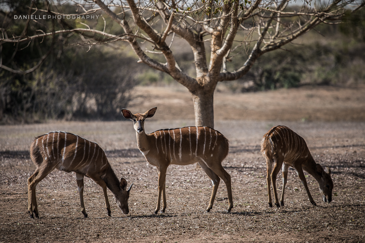 Danielle-Photography-SA-South-Africa33.jpg