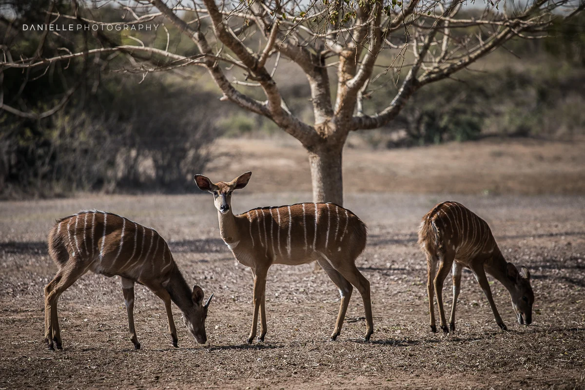 Danielle-Photography-SA-South-Africa33.jpg