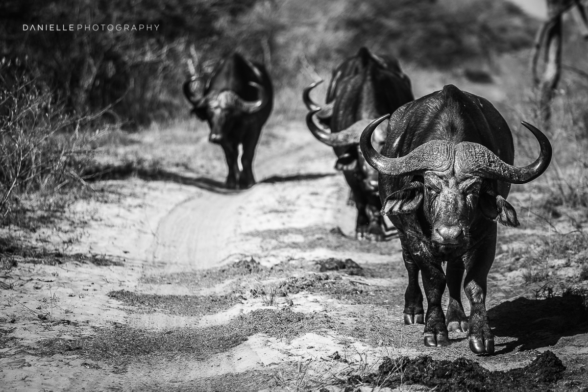 Danielle-Photography-SA-South-Africa39.jpg