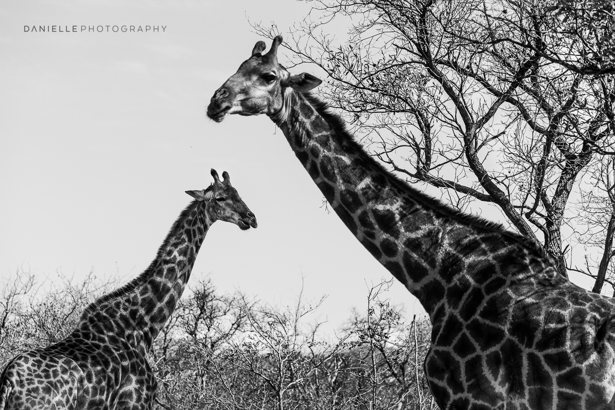 Danielle-Photography-SA-South-Africa38.jpg