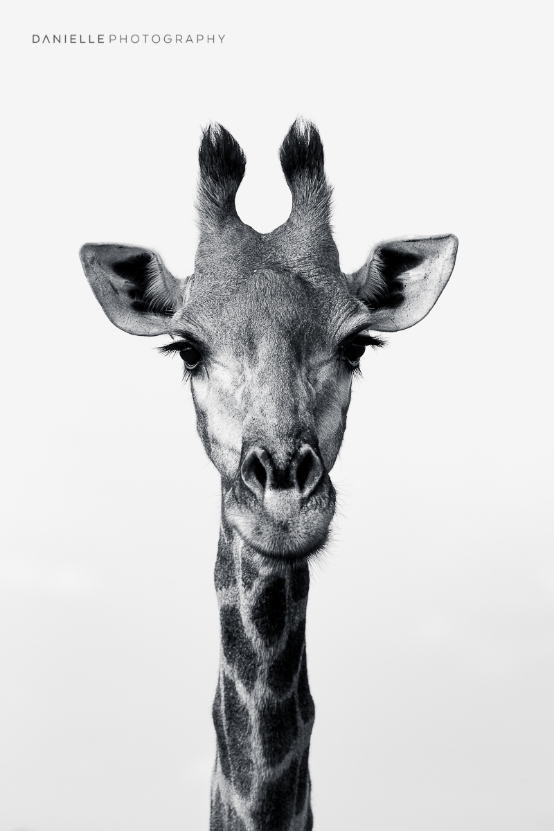 Danielle-Photography-SA-South-Africa58.jpg