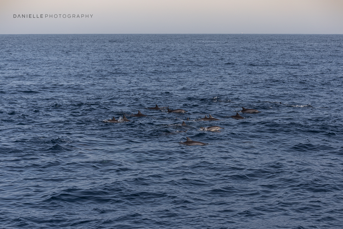 Danielle_Photography_SA3-Sri-Lanka.jpg
