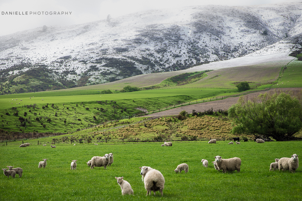 Danielle_Photography_SA125-New-Zealand.jpg
