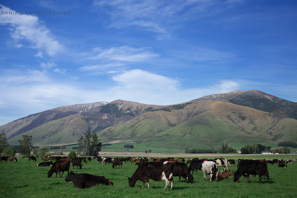 Danielle_Photography_SA127-New-Zealand.jpg