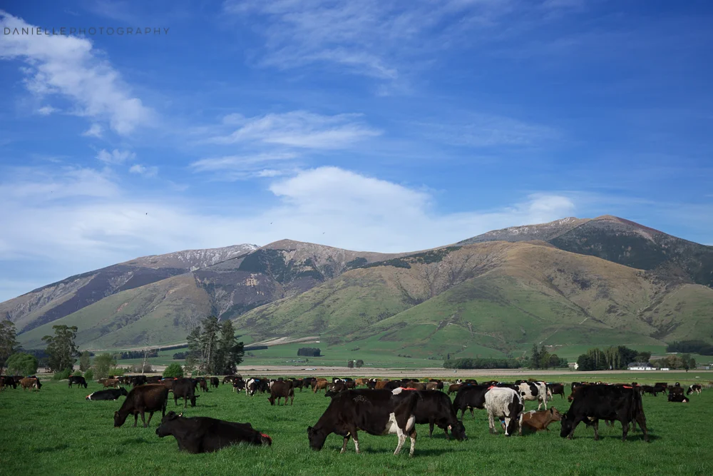 Danielle_Photography_SA127-New-Zealand.jpg