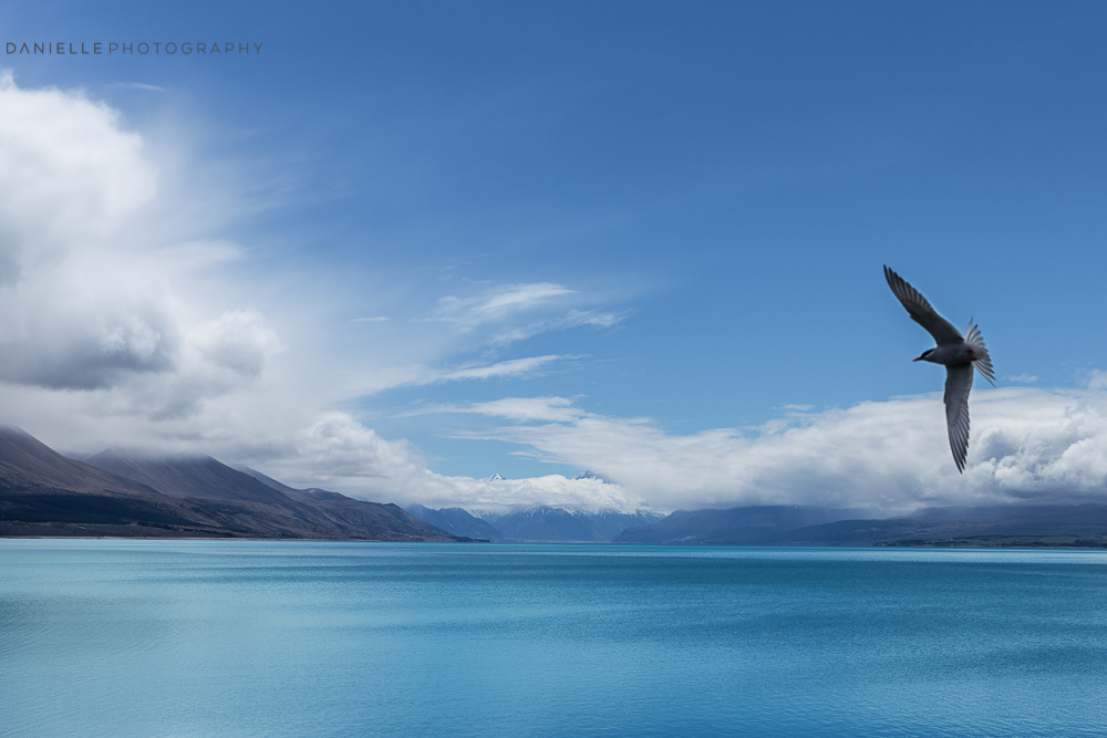 Danielle_Photography_SA130-New-Zealand.jpg