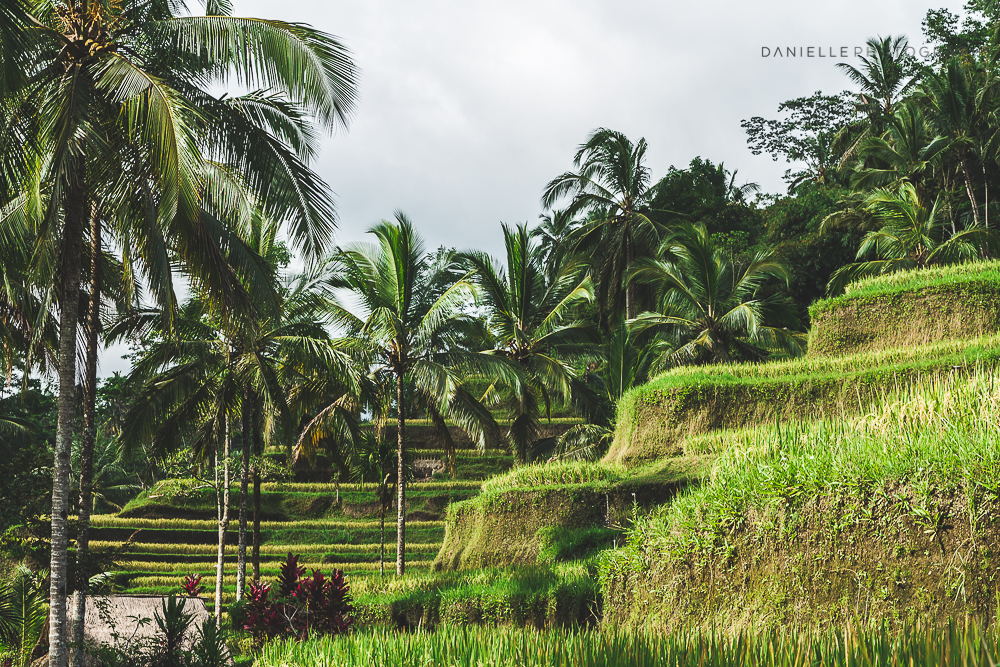 Danielle_Photography_SA120-Indonesia.jpg
