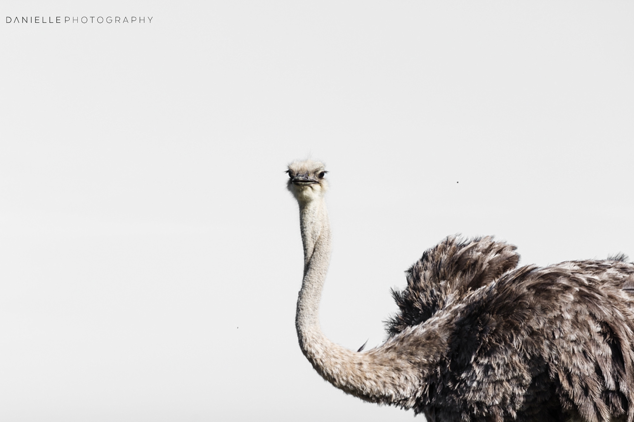 @DaniellePhotographySA_SOUTH AFRICA2.jpg