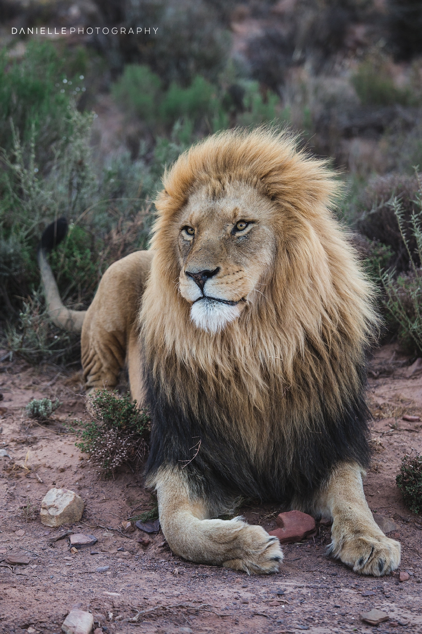 @DaniellePhotographySA_SOUTH AFRICA4.jpg
